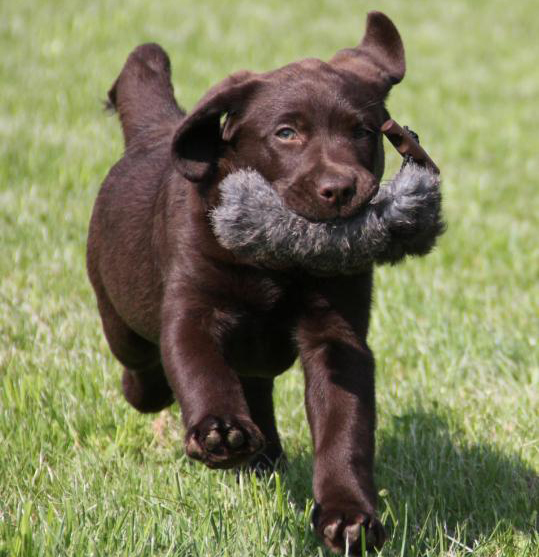 Labrador Welpe von der Kaiserleiten