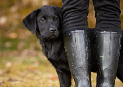 Labrador von der Kaiserleiten