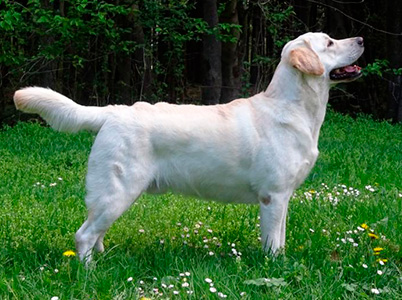 Lòki