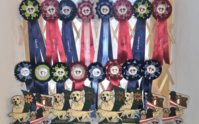🐾 Erfolgreicher Auftakt bei der Triple Clubshow in Neufelden